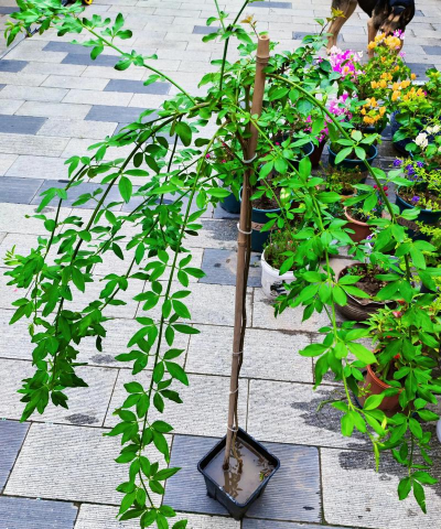 家庭养花用生根粉