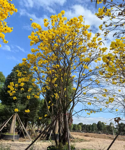 黄花风铃木施什么肥合适