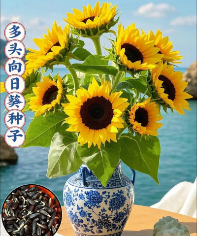 观赏向日葵和什么套种