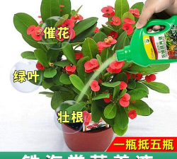 家庭养花用生根粉