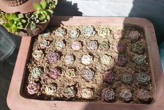 家庭养花用生根粉