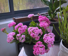 家庭养花用生根粉