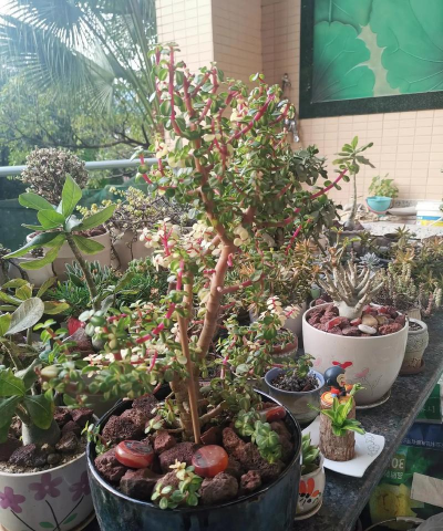 雅乐之华怎么养