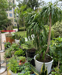 家庭养花用生根粉