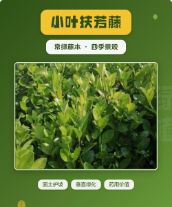 小叶扶芳藤有什么作用