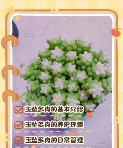 玉翡翠多肉怎么养 玉翡翠多肉怎么养
