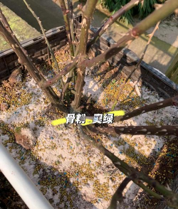 藤本月季怎么使肥