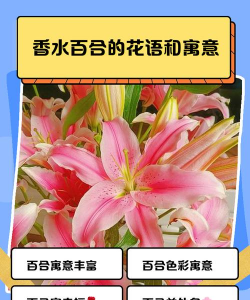 香水百合送什么寓意