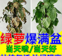 家庭养花用生根粉