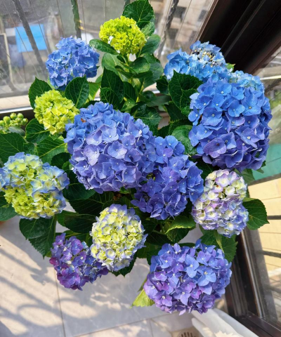 家庭养花用生根粉