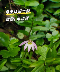 半边莲什么时候播种