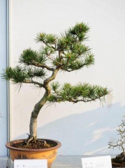 白皮松怎么繁殖方法