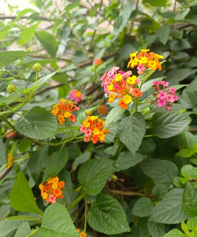 五色花还有什么别名