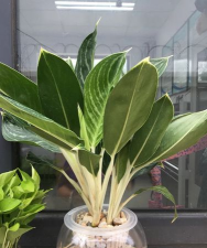 植物白雪公主怎么水培