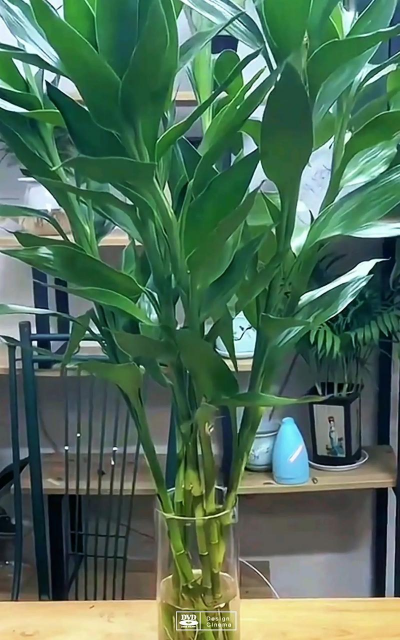 带根须金钱竹怎么养