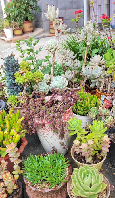 武汉的多肉怎么过夏