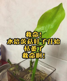 家庭养花用生根粉