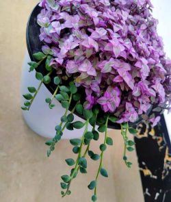 胭脂云肉肉怎么保养