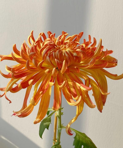 独本菊什么时候开花