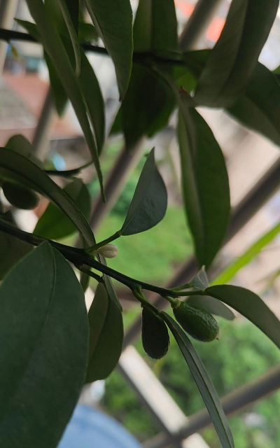 四季桔什么时侯开花