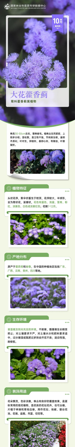 大花藿香蓟怎么播种