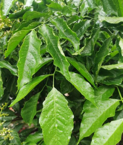 黄皮叶子黄怎么种回来