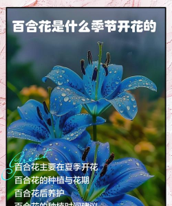 白合花什么时间开放