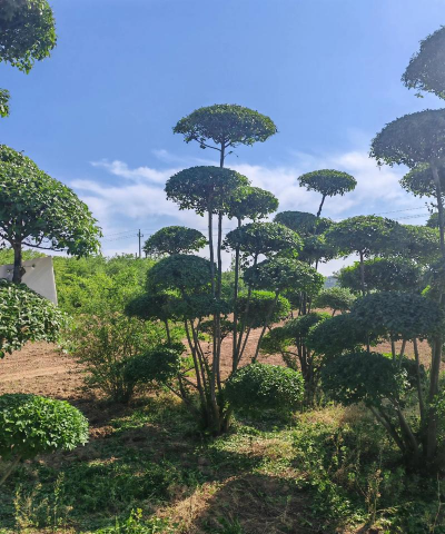 女贞的栽培与修剪