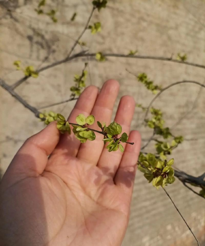 榔榆花是什么样的