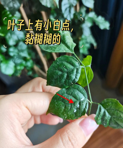叶上有白色点点是什么树