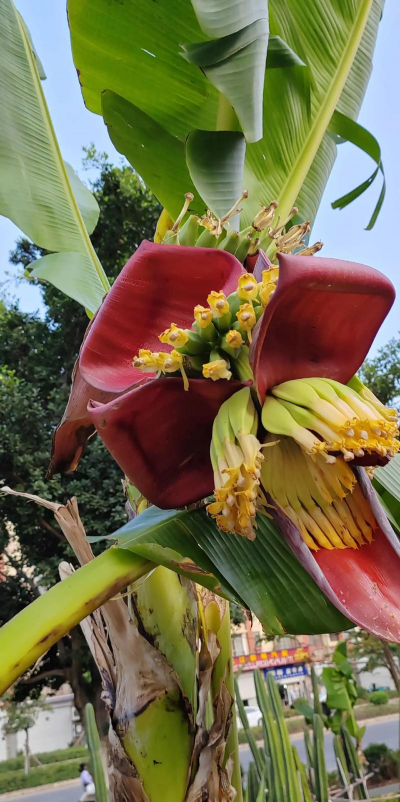 香蕉什么季节开花结果