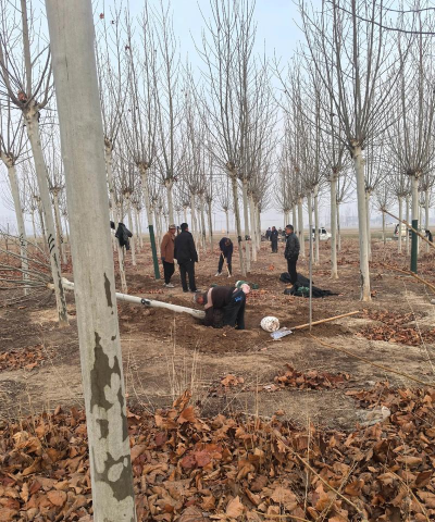 法桐大树移栽技术