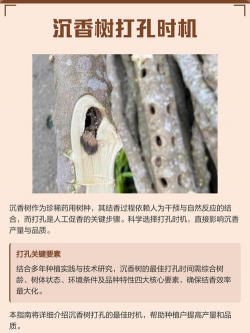 什么时候能种沉香树