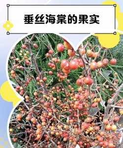 垂丝海棠的果实叫什么