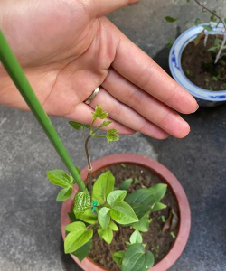 家庭养花用生根粉