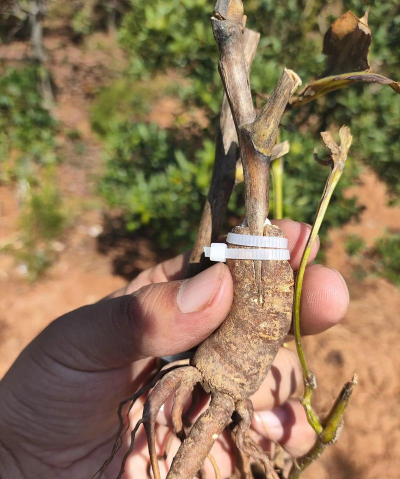 家庭养花用生根粉