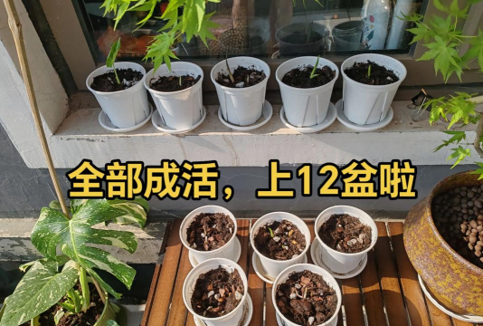 家庭养花用生根粉