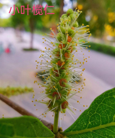 小叶榄仁花什么样子