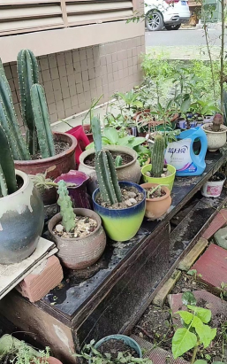 家庭养花用生根粉