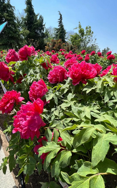 曹州红牡丹是什么颜色的