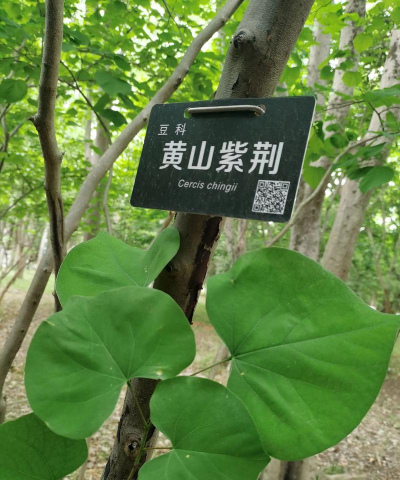 紫荊花为什么发叶子