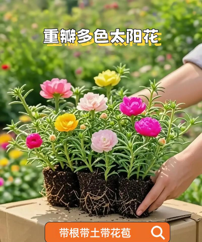 家庭养花用生根粉