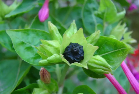 紫茉莉为什么也叫茉莉