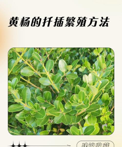 黄杨如何繁殖