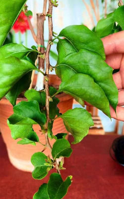 家庭养花用生根粉