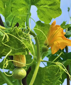 南瓜的花长什么样子