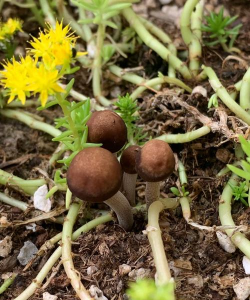 家庭养花用生根粉