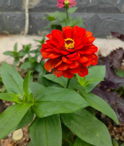 百日菊是什么花