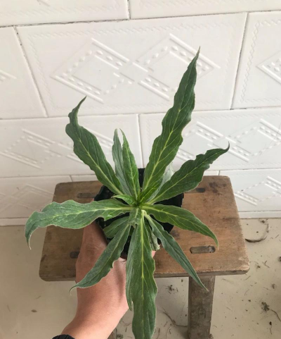 蓝蓟幼苗长什么样