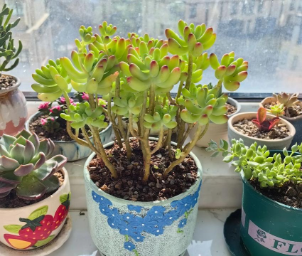 家庭养花用生根粉